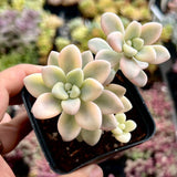 Gratopetalum Ellen variegated