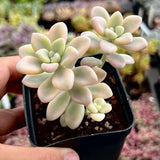 Gratopetalum Ellen variegated