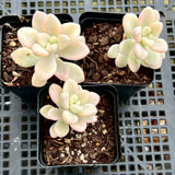 Gratopetalum Ellen variegated