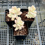 Gratopetalum Ellen variegated