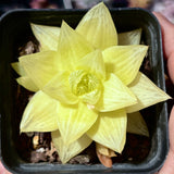 Haworthia 'Xantha Gold'