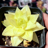Haworthia 'Xantha Gold'