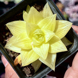 Haworthia 'Xantha Gold'