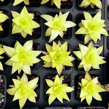 Haworthia 'Xantha Gold'