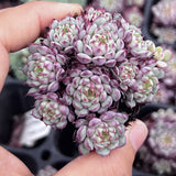 Echeveria minima x tuxpan S