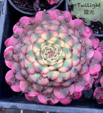 Aeonium twilight