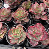 Echeveria Marijah yellow variegation