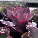 Echeveria afterglow