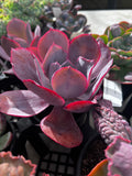 Echeveria afterglow