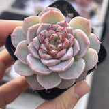 Echeveria red velvet