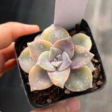 Graptoveria purple delight yellow variegate