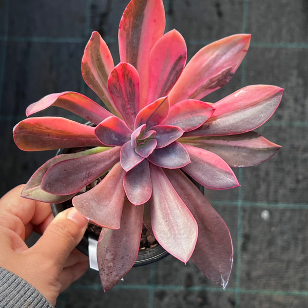 Echeveria Hanaikada Variegata