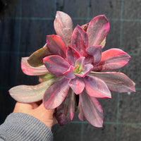 Echeveria Hanaikada Variegata