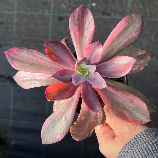 hanaikada succulent Echeveria Hanaikada Variegated – RNT SUCCULENTS