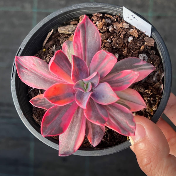 hanaikada succulent Echeveria Hanaikada Variegated – RNT SUCCULENTS