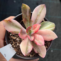 Echeveria Hanaikada Variegata