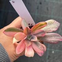 Echeveria Hanaikada Variegata