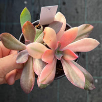 Echeveria Hanaikada Variegata