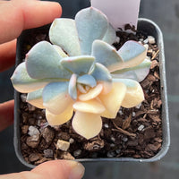 Echeveria cubic frost variegated