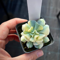 Echeveria cubic frost variegated