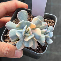 Echeveria cubic frost variegated