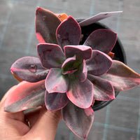 Echeveria Hanaikada Variegata