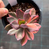 Echeveria Hanaikada Variegata