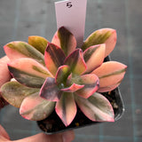 Echeveria Hanaikada Variegata