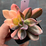 Echeveria Hanaikada Variegata