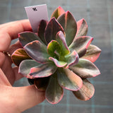 Echeveria Hanaikada Variegata