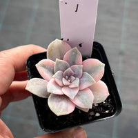 Graptopetalum superbum variegated