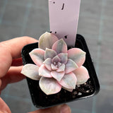 Graptopetalum superbum variegated