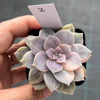 Graptopetalum superbum variegated