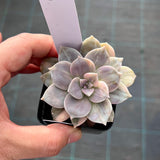 Graptopetalum superbum variegated