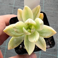 Graptosedum pat's pink variegata