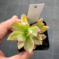 Graptosedum pat's pink variegata