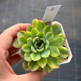 Echeveria pulidonis yellow variegation