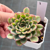 Echeveria pulidonis yellow variegation