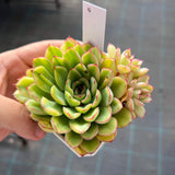 Echeveria pulidonis yellow variegation