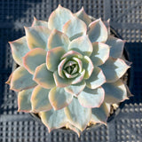 Echeveria subsessilis variegated