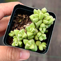 Crassula elegans