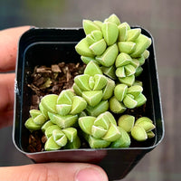 Crassula elegans