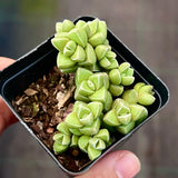 Crassula elegans