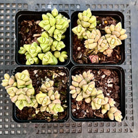 Crassula elegans