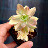 Graptosedum pat's pink variegata