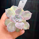 Graptoveria purple delight yellow variegate