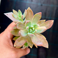 Graptosedum pat's pink variegata