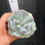 Echeveria cubic frost variegated