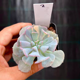 Echeveria cubic frost variegated