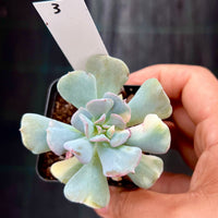 Echeveria cubic frost variegated